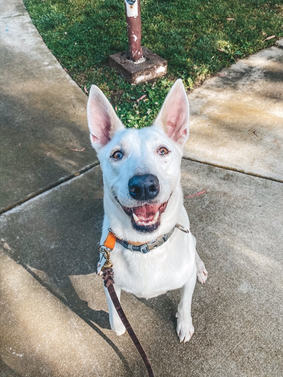 Bronco, Adoptable, Adult Male White German Shepherd.