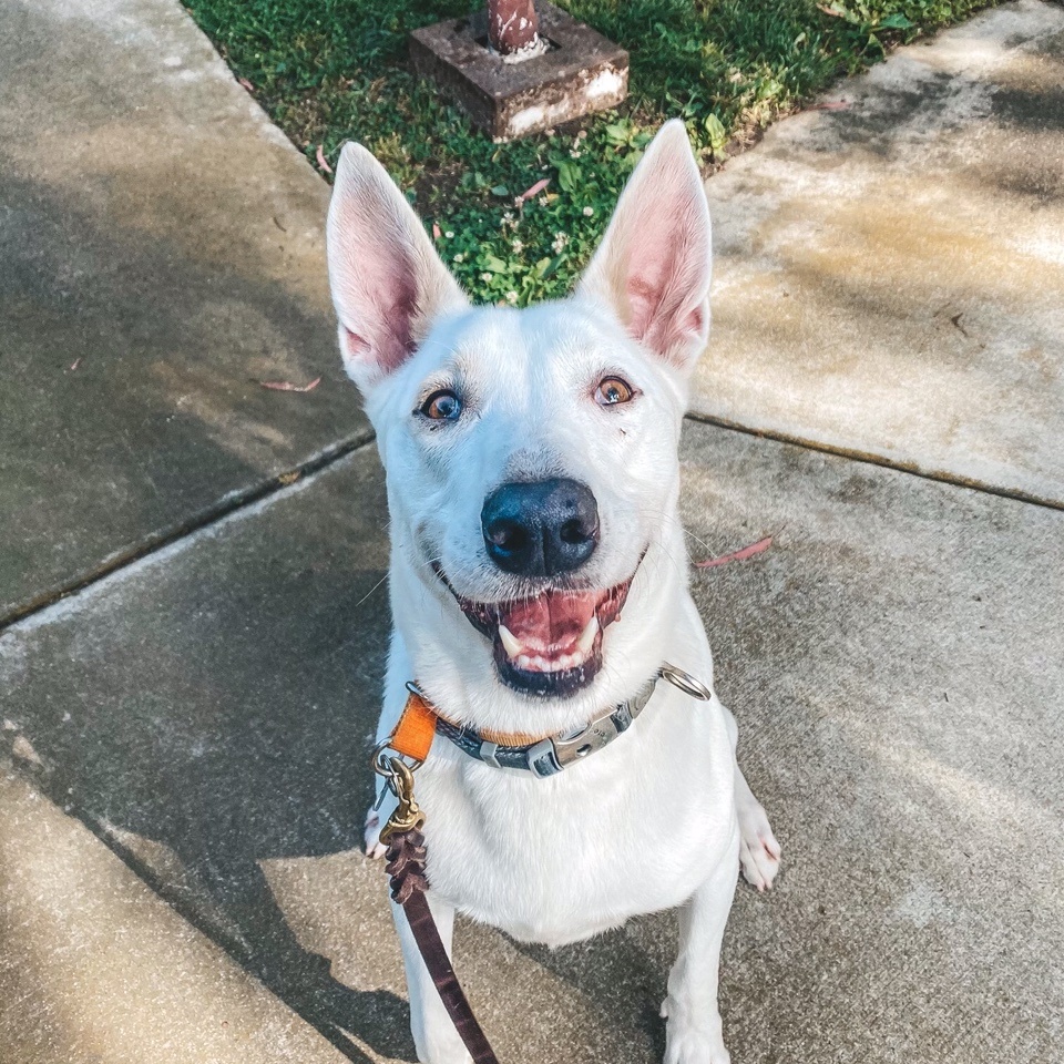Bronco, a Adoptable mixed breed in Newport Beach, CA image 1/6