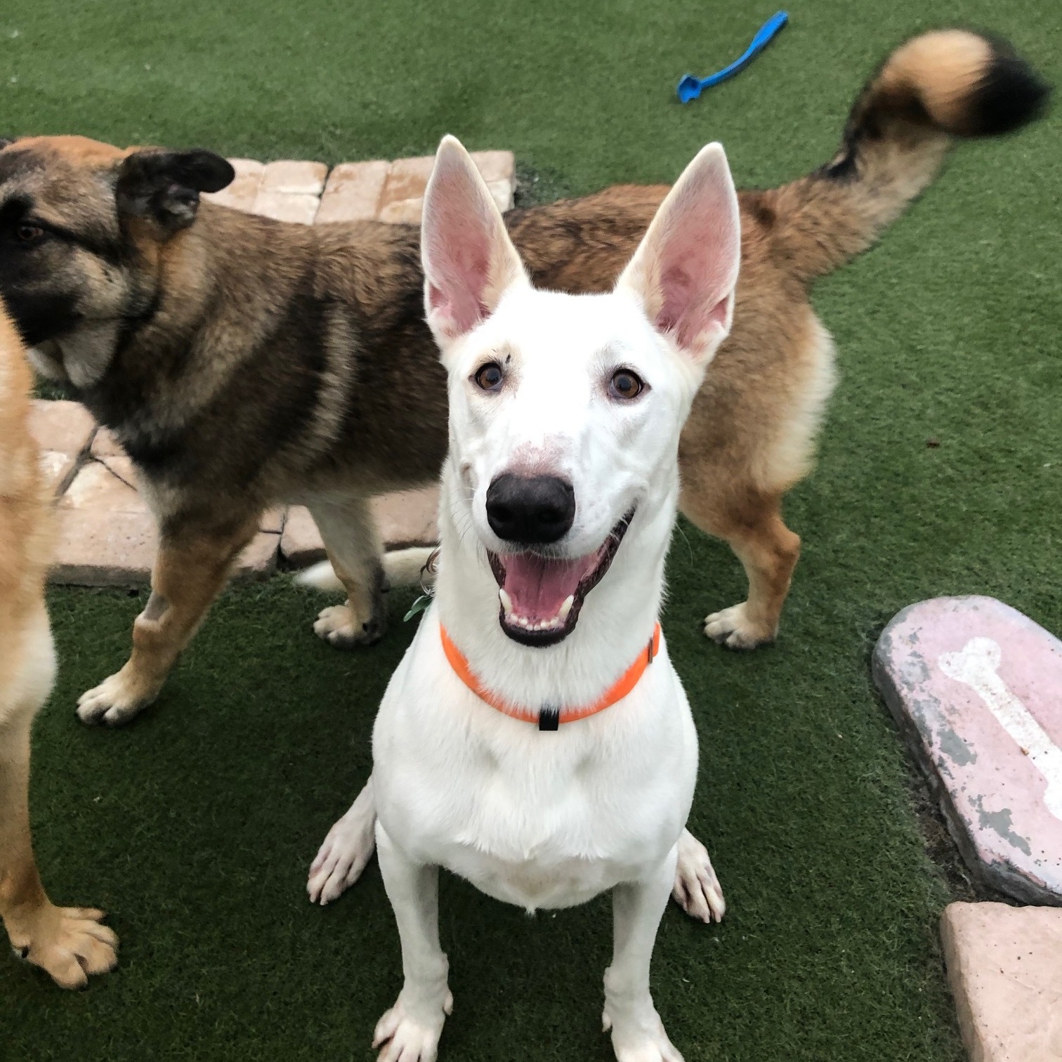 Bronco, a Adoptable mixed breed in Newport Beach, CA image 4/6