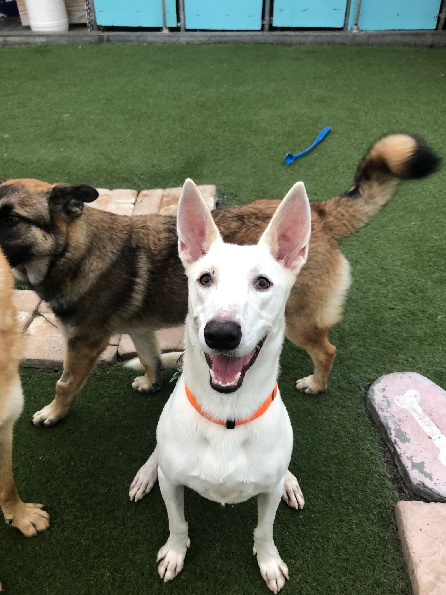 Bronco, a Adoptable mixed breed in Newport Beach, CA image 4/6