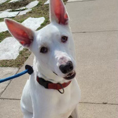 Bronco, a Adoptable mixed breed in Newport Beach, CA image 5/6