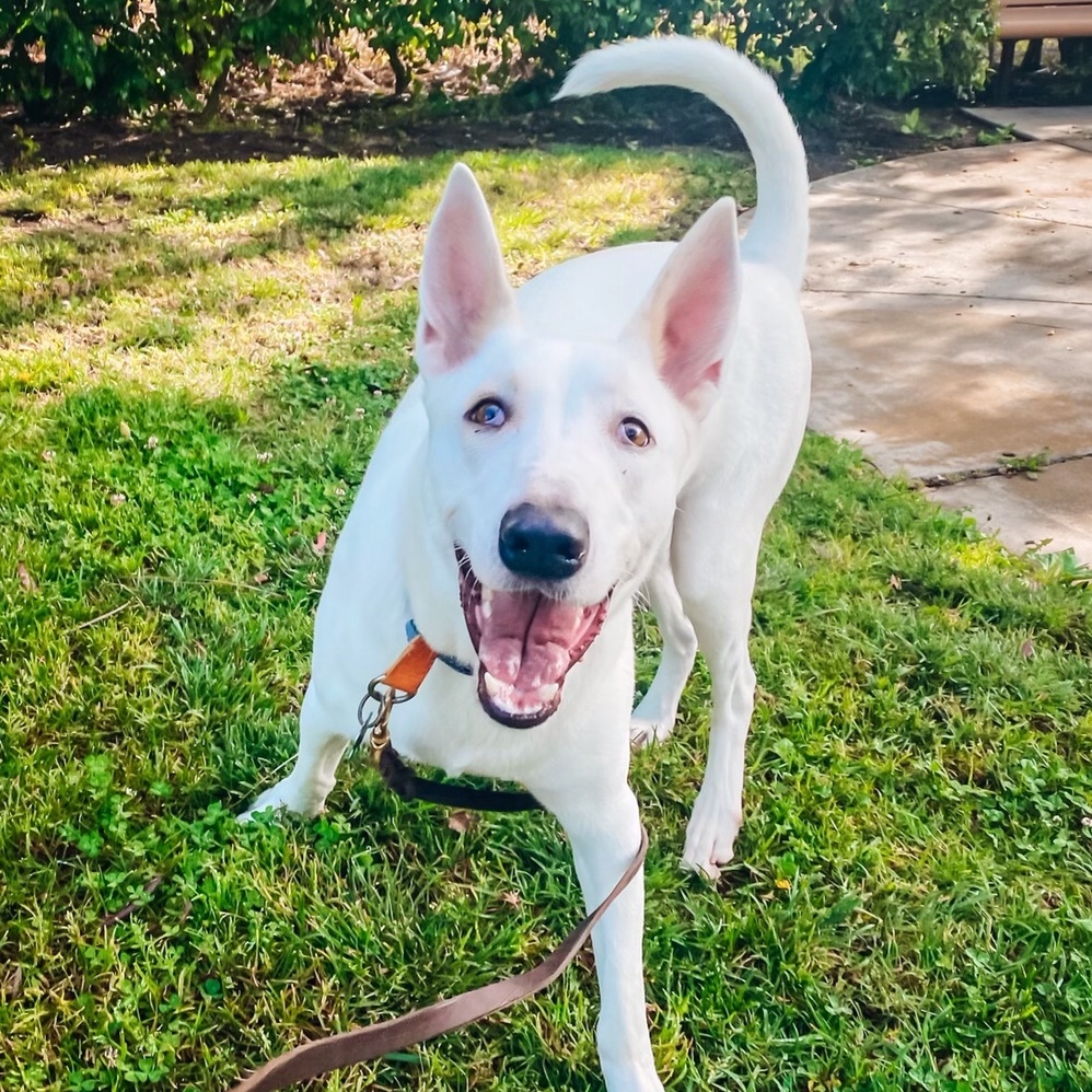 Bronco, a Adoptable mixed breed in Newport Beach, CA image 6/6