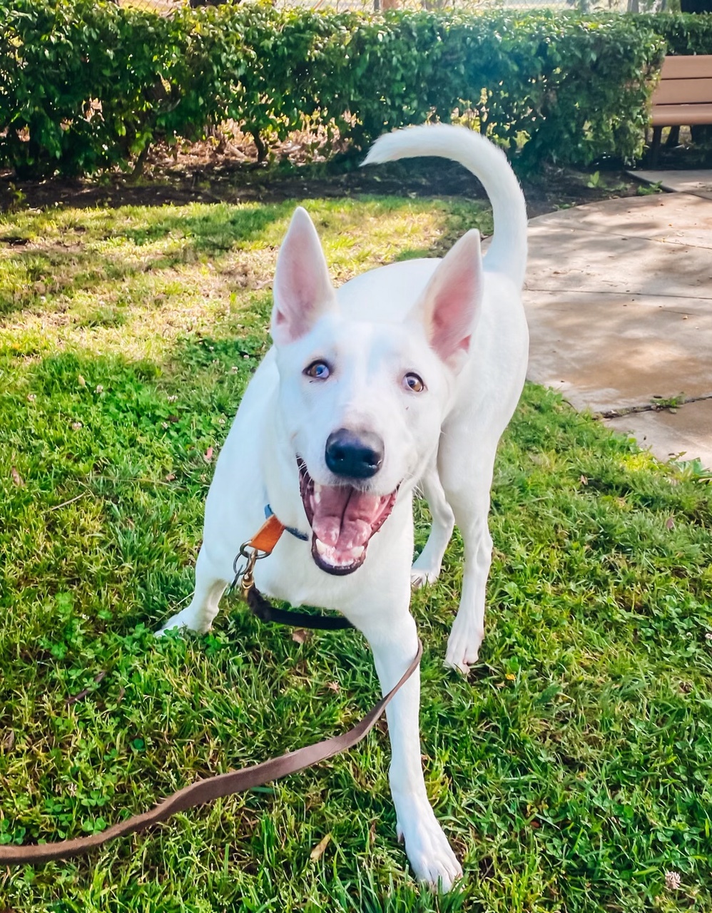 Bronco, a Adoptable mixed breed in Newport Beach, CA image 6/6
