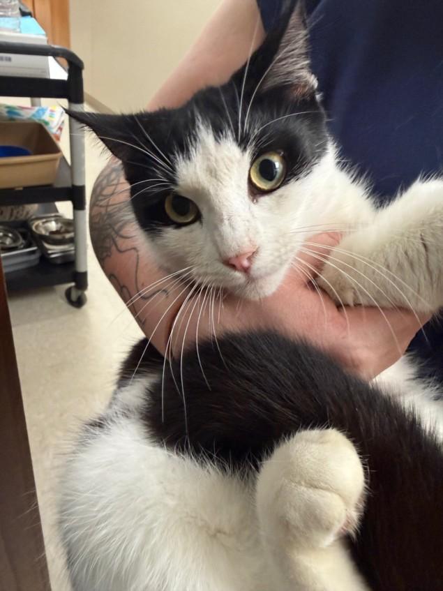 Enlarge A209616, a Adoptable Domestic Short Hair in Olivehurst, CA image 1/1