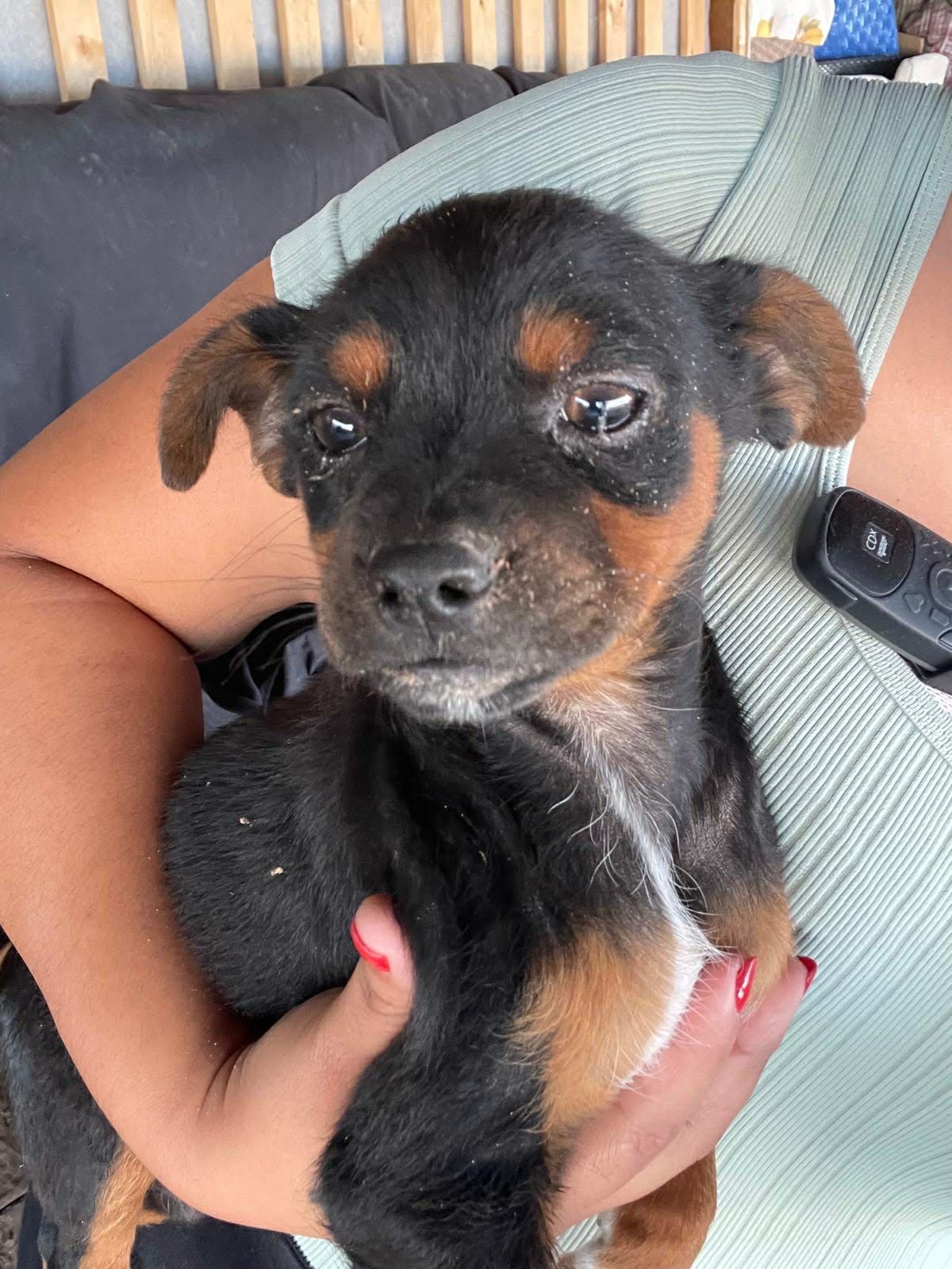 Enlarge Gidget, a ADOPTABLE mixed breed in Warrenton, VA image 1/2