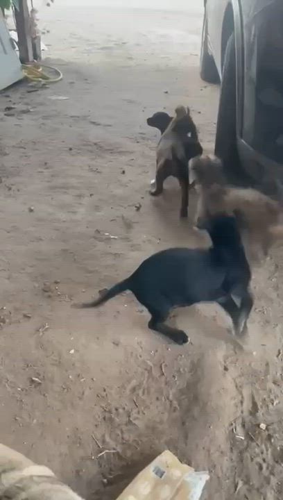 Enlarge Gidget, a ADOPTABLE mixed breed in Warrenton, VA video 2/2