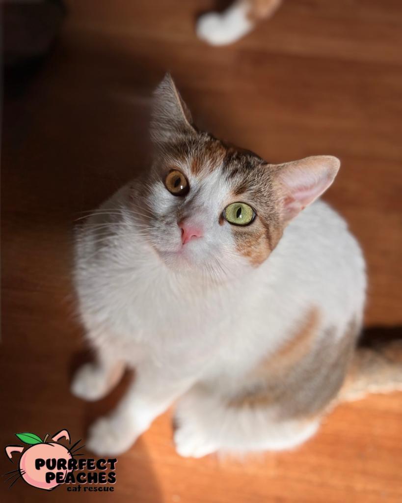Jackie, Adoptable, Young Female Domestic Short Hair.