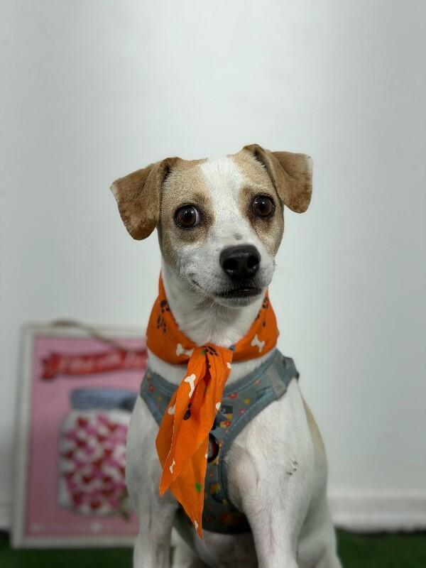 Edwin-One of our Amazing Rescue Dogs, Adoptable, Young Male Jack Russell Terrier & Parson Russell Terrier.