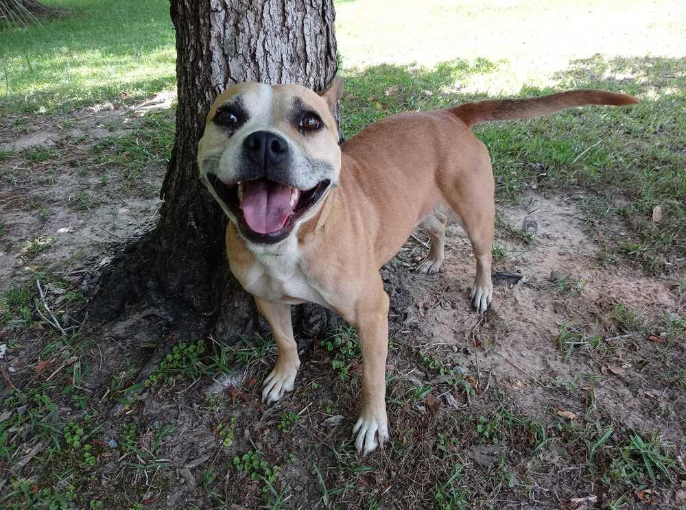 Layla, Adopted, Adult Female American Staffordshire Terrier.