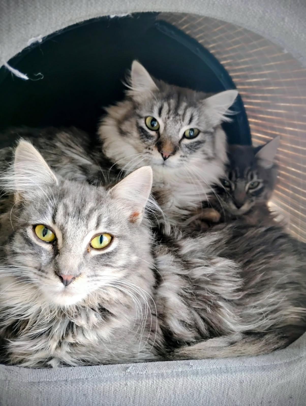 Bruce and Cyril, ADOPTABLE, Kitten Male Domestic Long Hair.