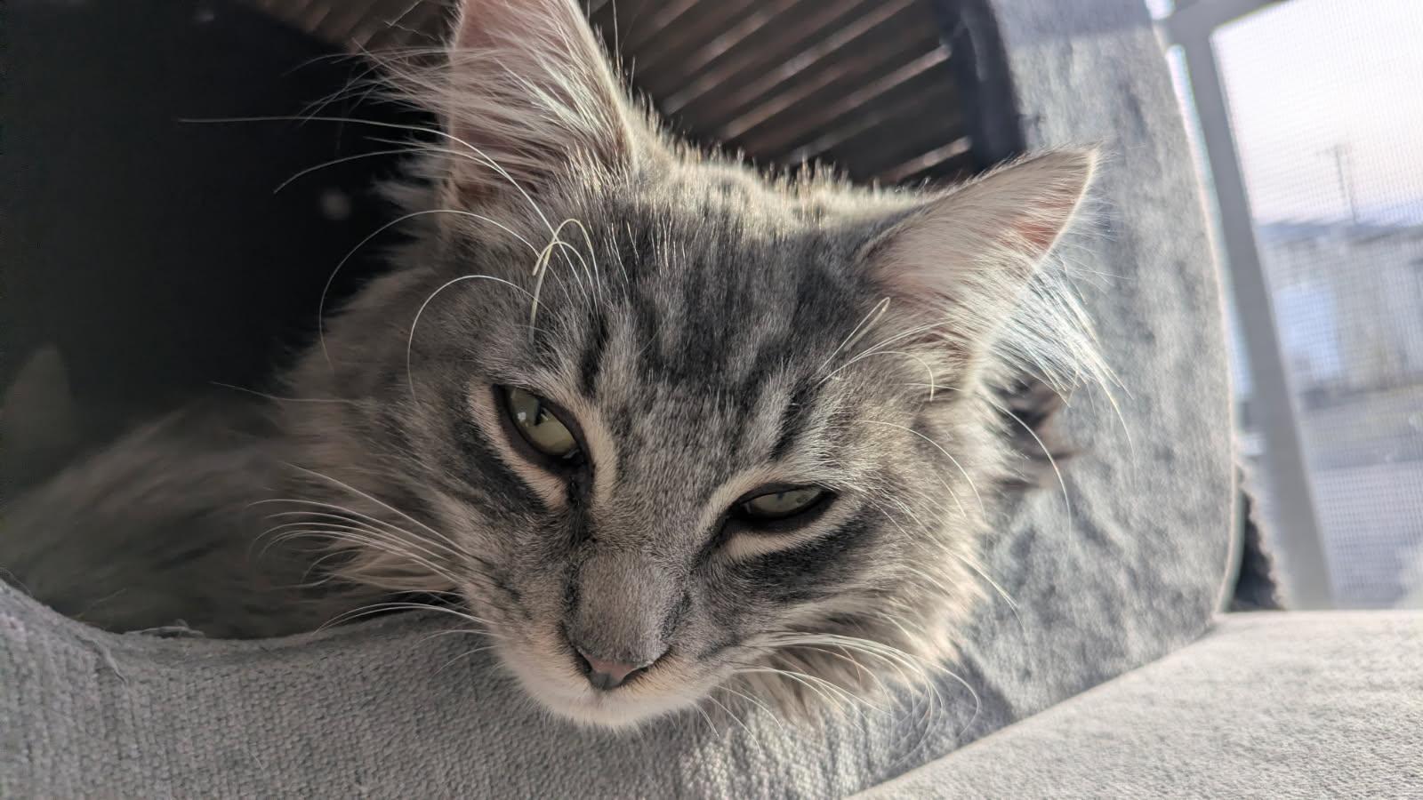 Enlarge Bruce and Cyril, a ADOPTABLE mixed breed in Eureka, CA image 1/3