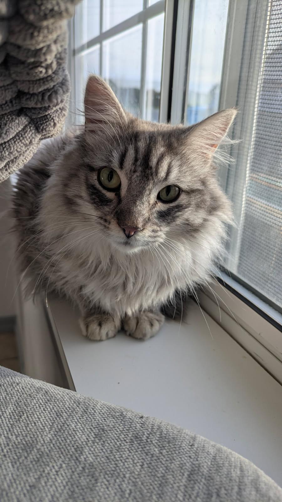 Enlarge Bruce and Cyril, a ADOPTABLE mixed breed in Eureka, CA image 2/3