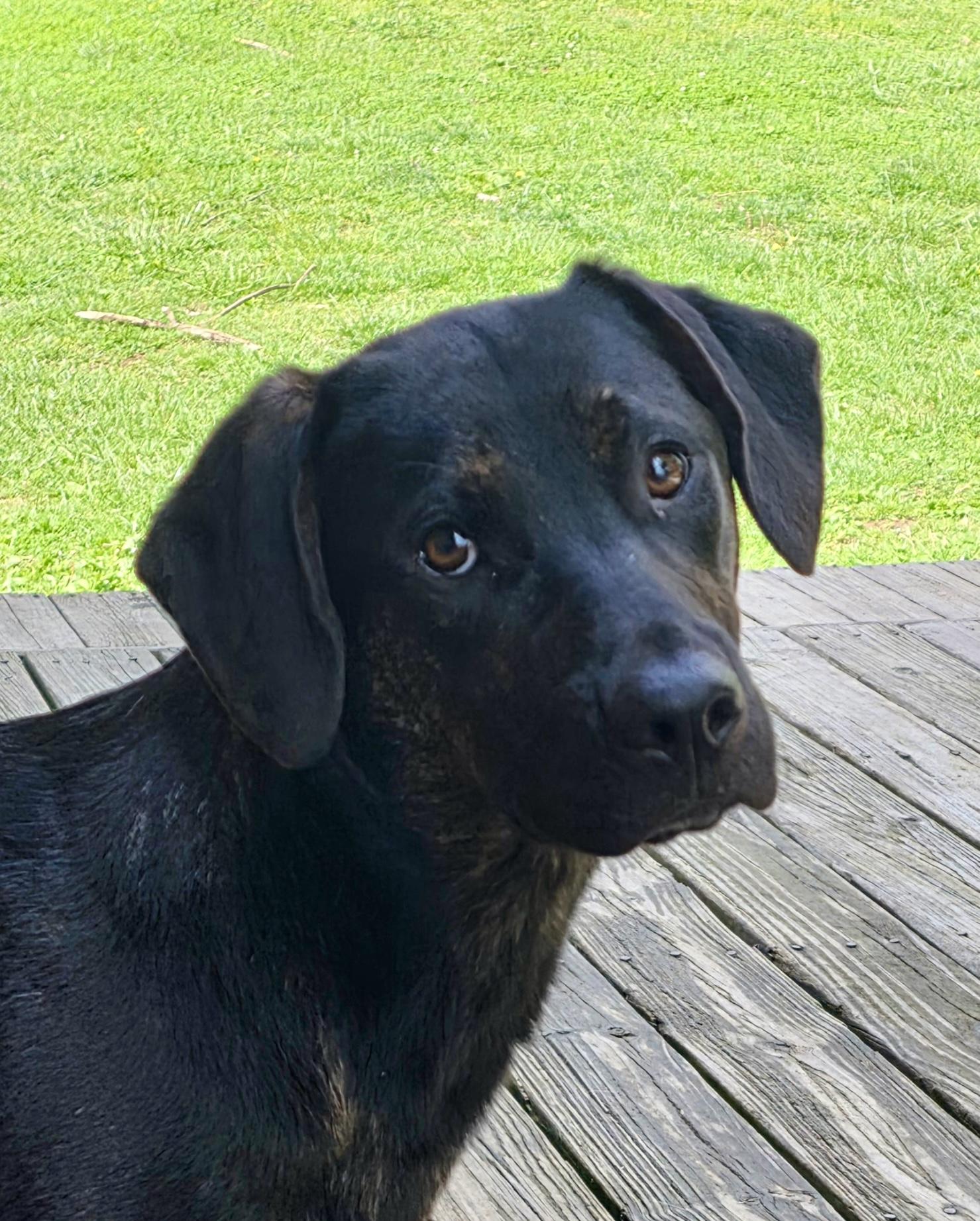 Enlarge Theadore, a ADOPTABLE mixed breed in Cincinnati, OH image 1/2