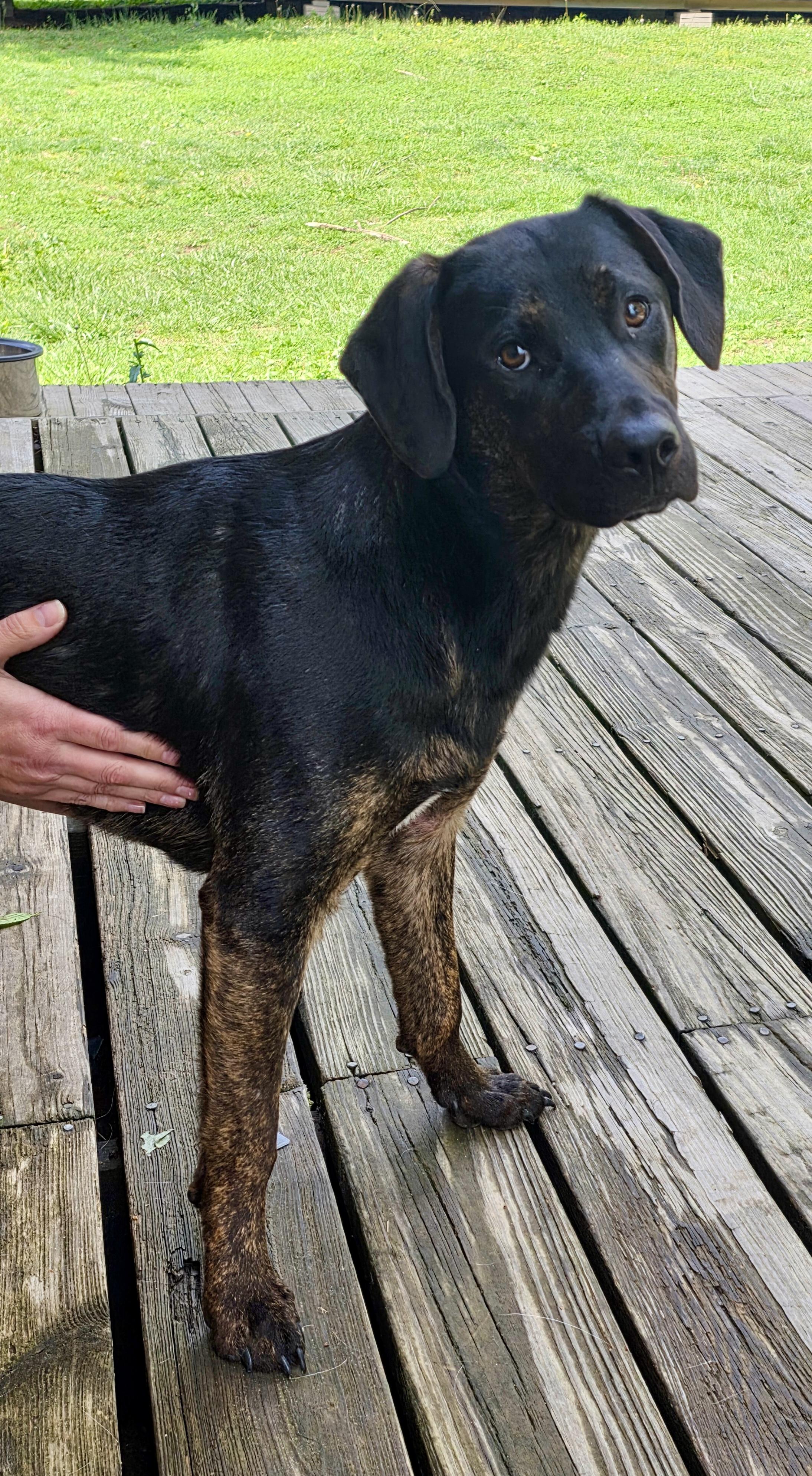 Enlarge Theadore, a ADOPTABLE mixed breed in Cincinnati, OH image 2/2