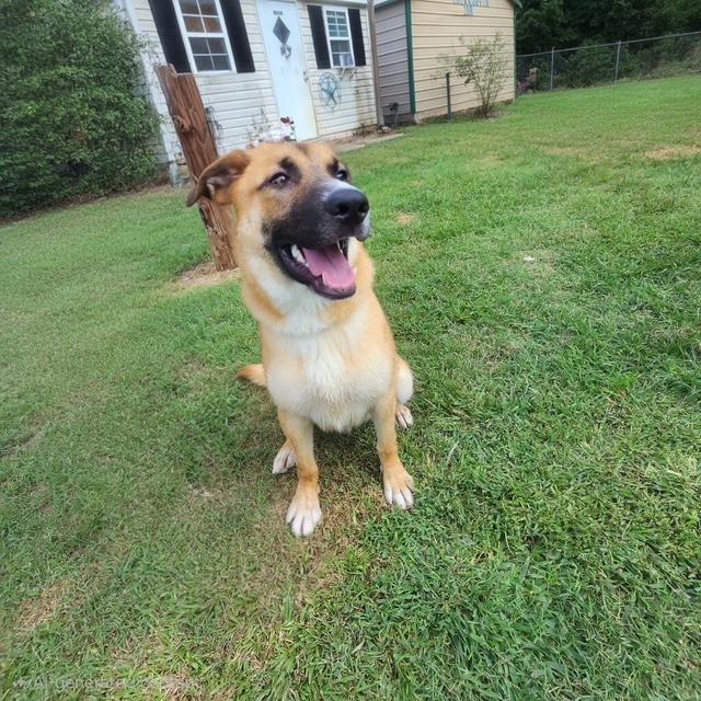 Enlarge Ryker, a ADOPTABLE mixed breed in Manhasset, NY image 4/5