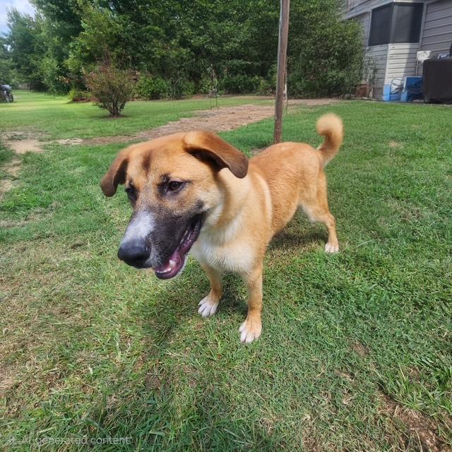 Enlarge Ryker, a ADOPTABLE mixed breed in Manhasset, NY image 5/5