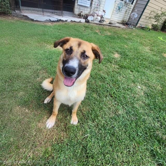 Enlarge Ryker, a ADOPTABLE mixed breed in Manhasset, NY image 2/5