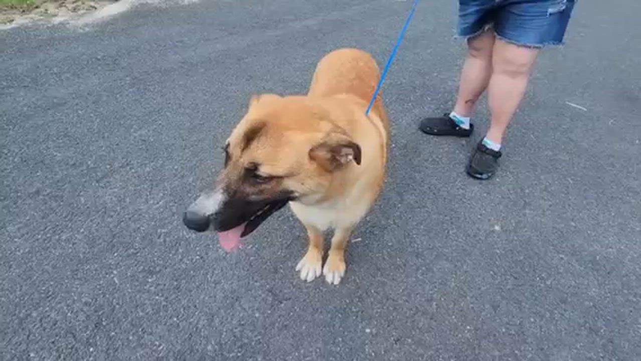 Enlarge Ryker, a ADOPTABLE mixed breed in Manhasset, NY video 3/5