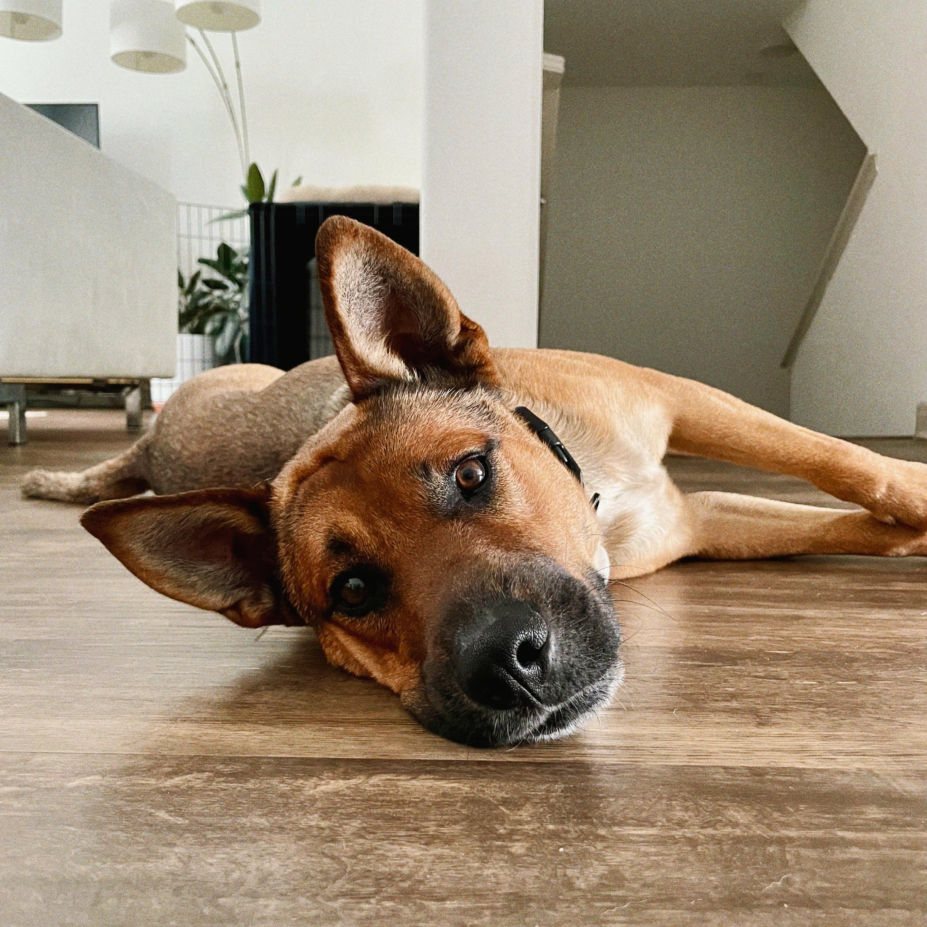 Enlarge Chip, a ADOPTABLE mixed breed in Santa Ana, CA image 1/6