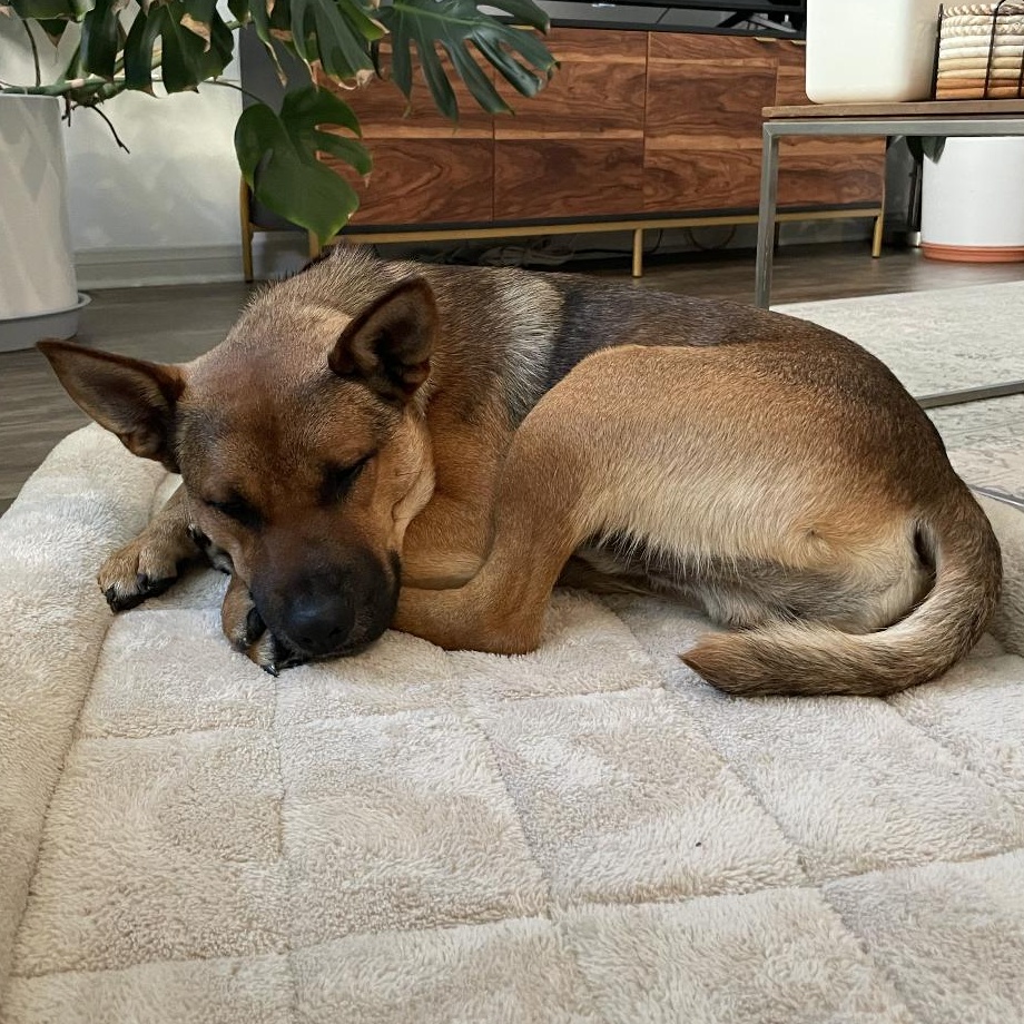 Enlarge Chip, a ADOPTABLE mixed breed in Santa Ana, CA image 2/6
