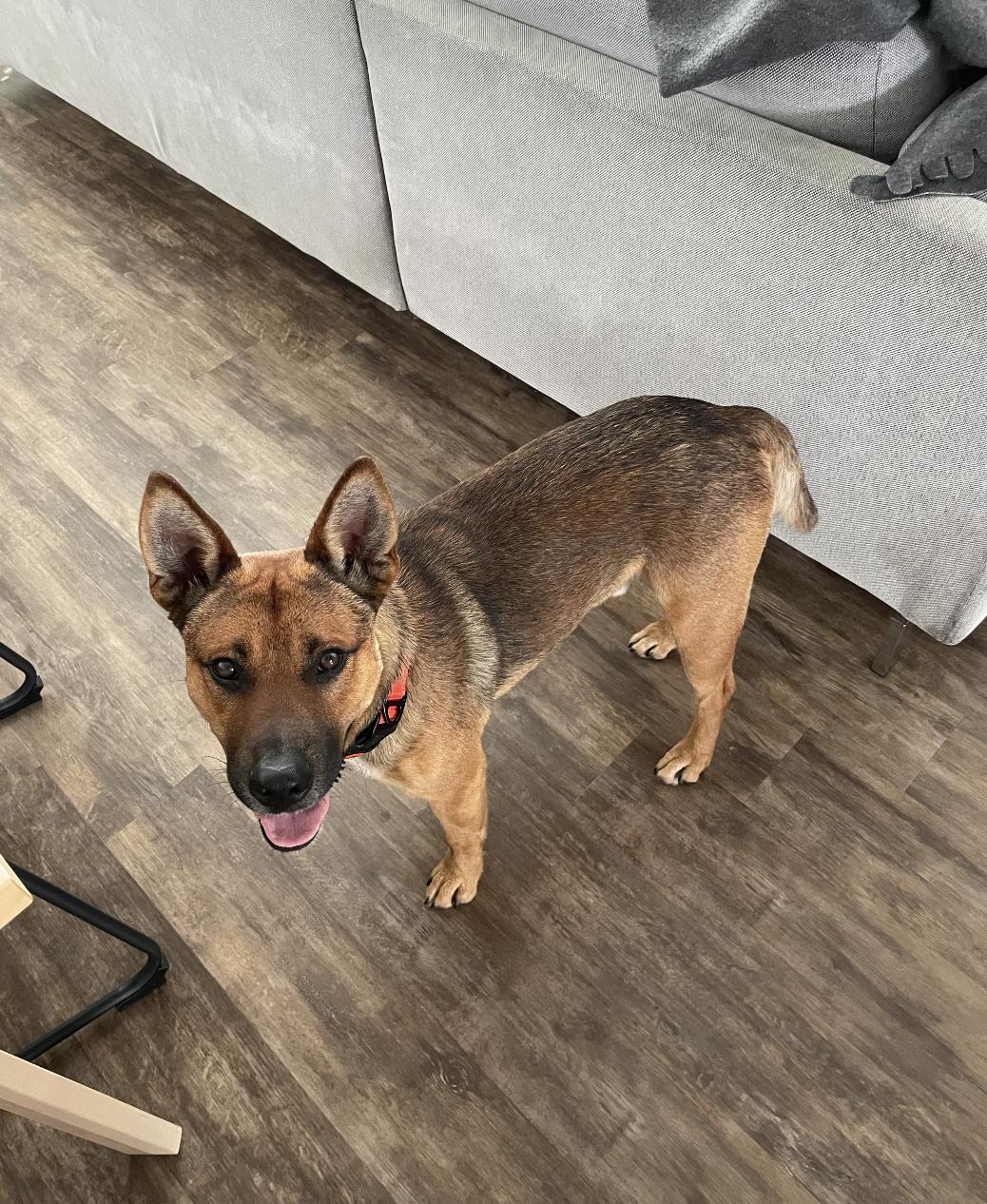 Enlarge Chip, a ADOPTABLE mixed breed in Santa Ana, CA image 3/6