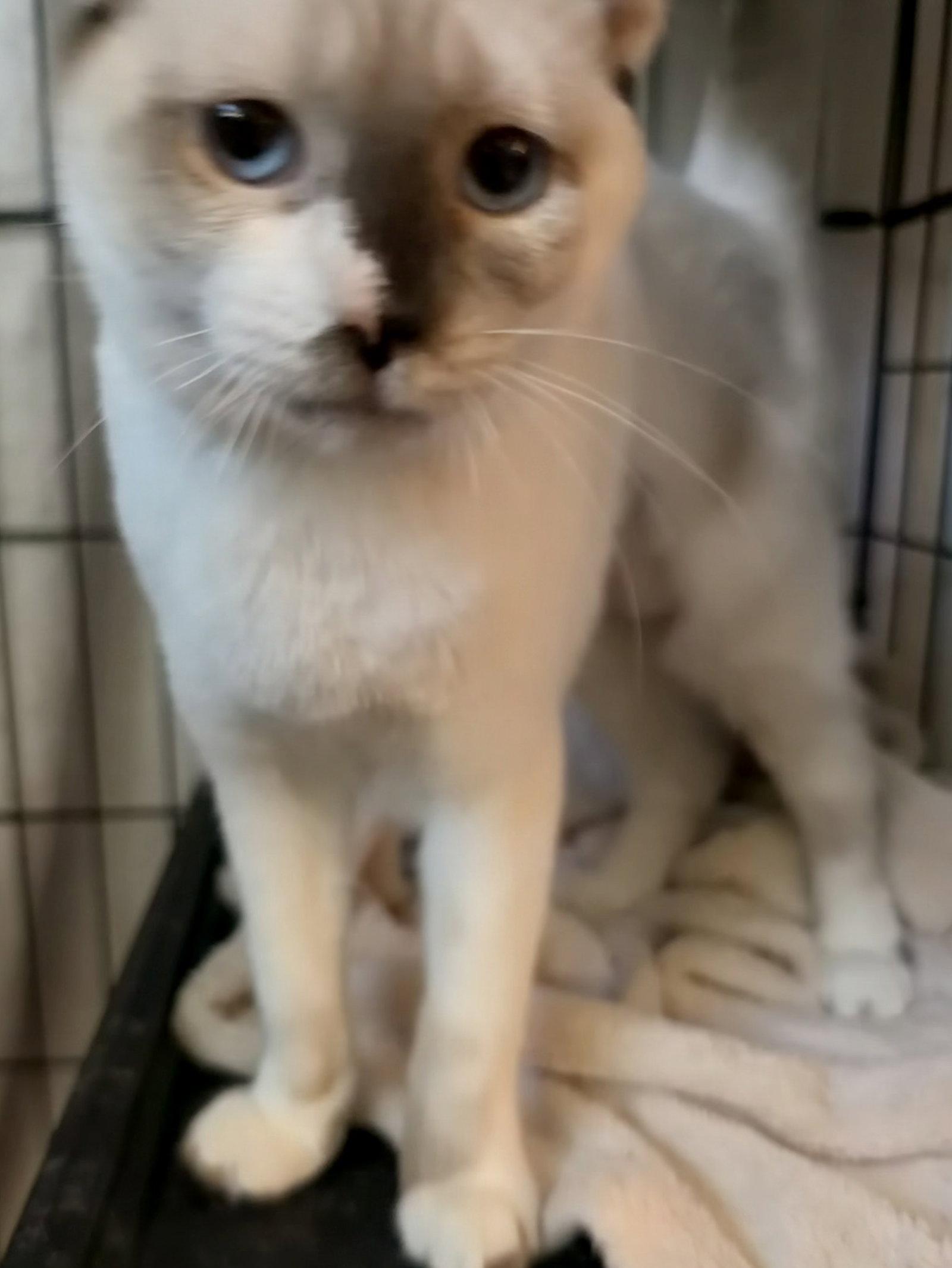 Circe ( AV), Adoptable, Young Female Snowshoe.