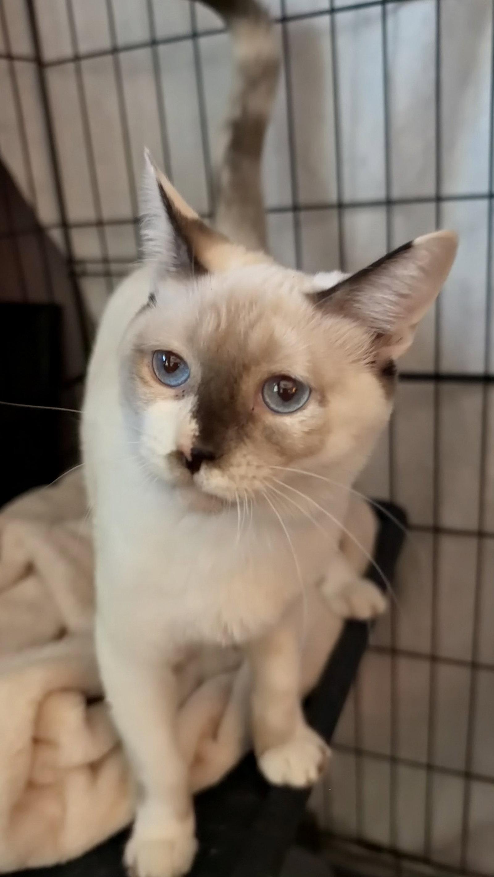 Enlarge Circe ( AV), a Adoptable Snowshoe in Vacaville, CA image 2/2