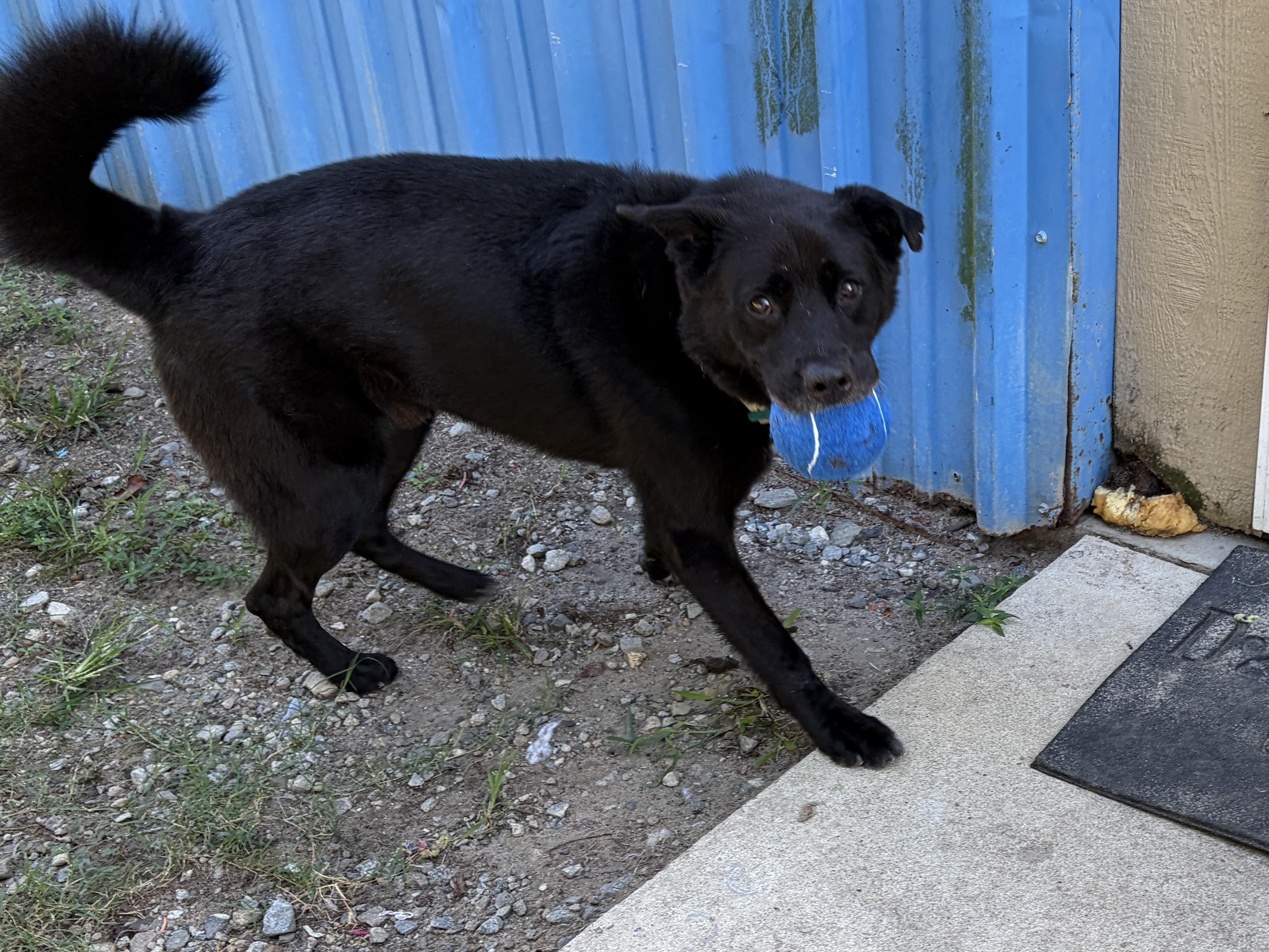 Enlarge Buddy, a Adoptable mixed breed in Perry, GA image 2/6