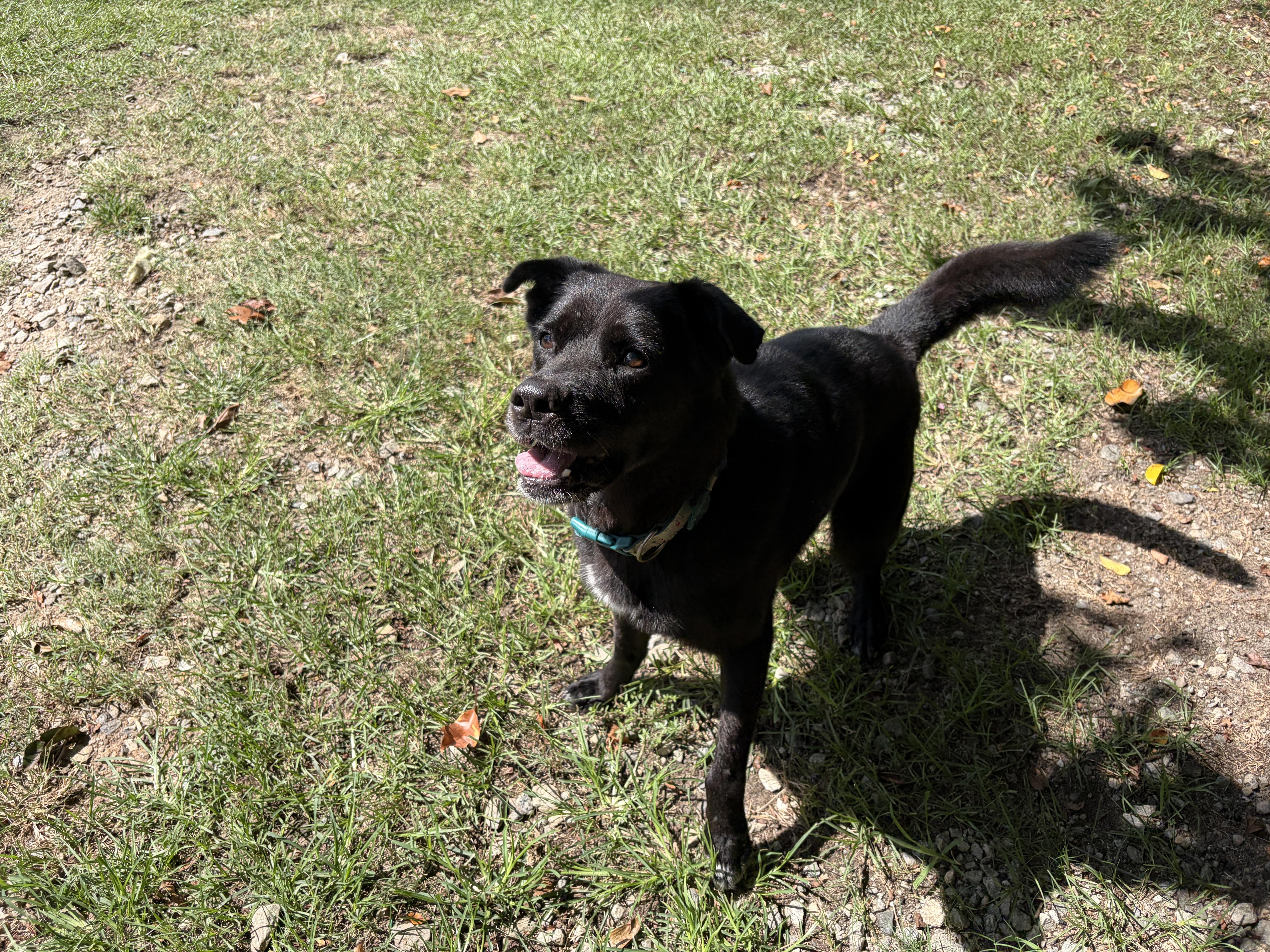 Enlarge Buddy, a Adoptable mixed breed in Perry, GA image 5/6