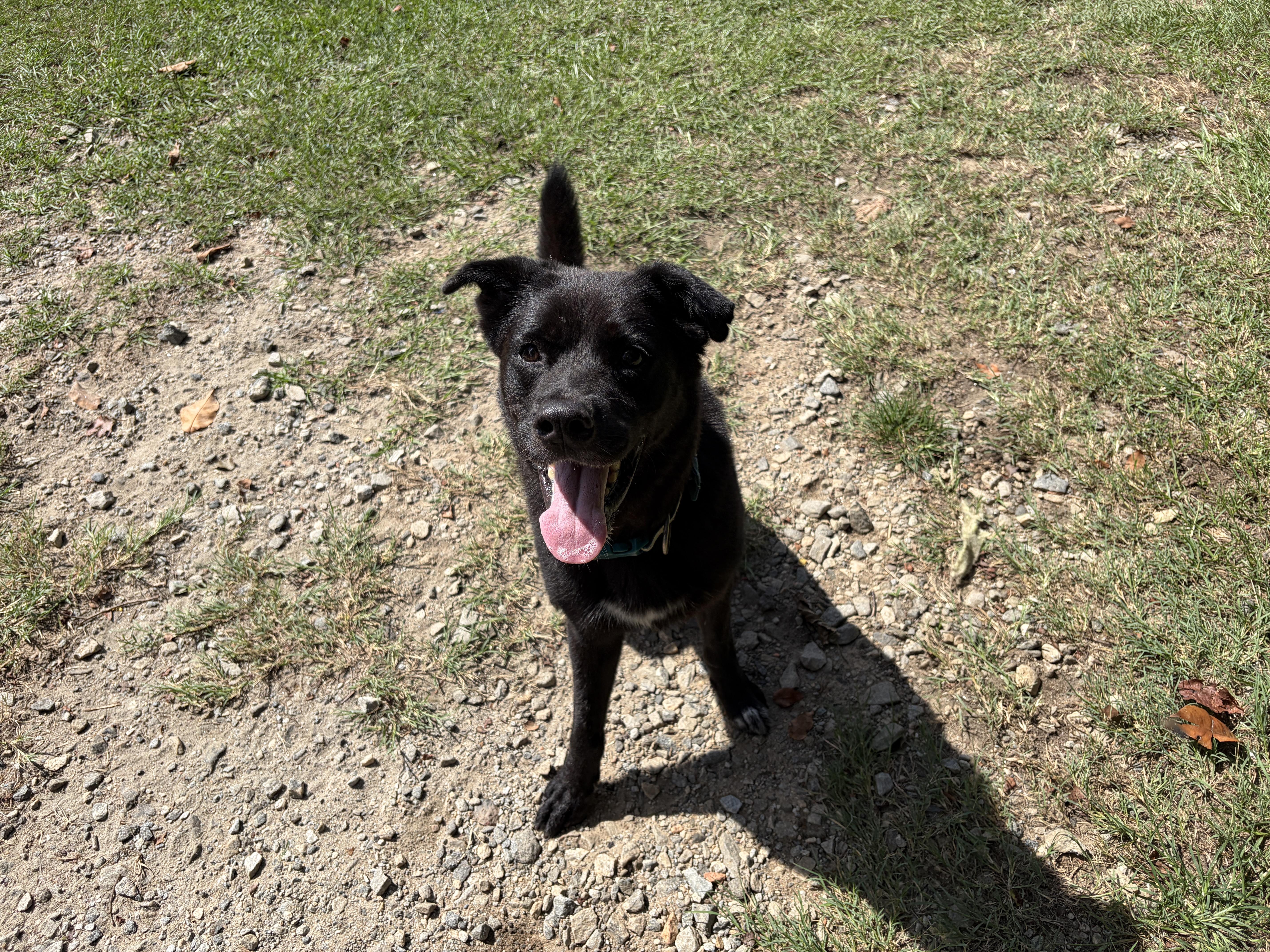 Enlarge Buddy, a Adoptable mixed breed in Perry, GA image 4/6