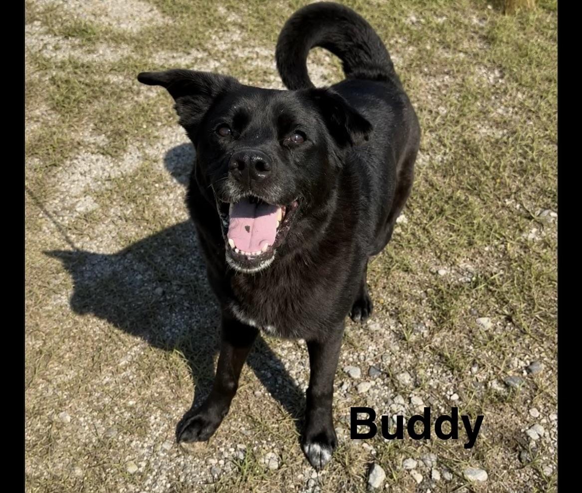 Buddy, Adoptable, Senior Male Akita & Black Labrador Retriever.