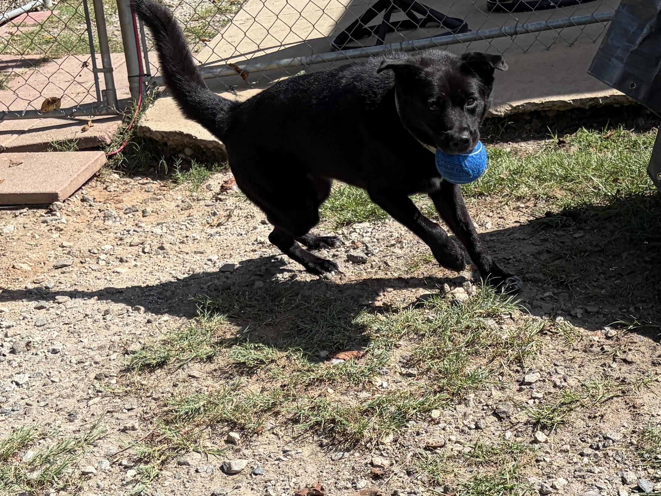 Enlarge Buddy, a Adoptable mixed breed in Perry, GA image 6/6