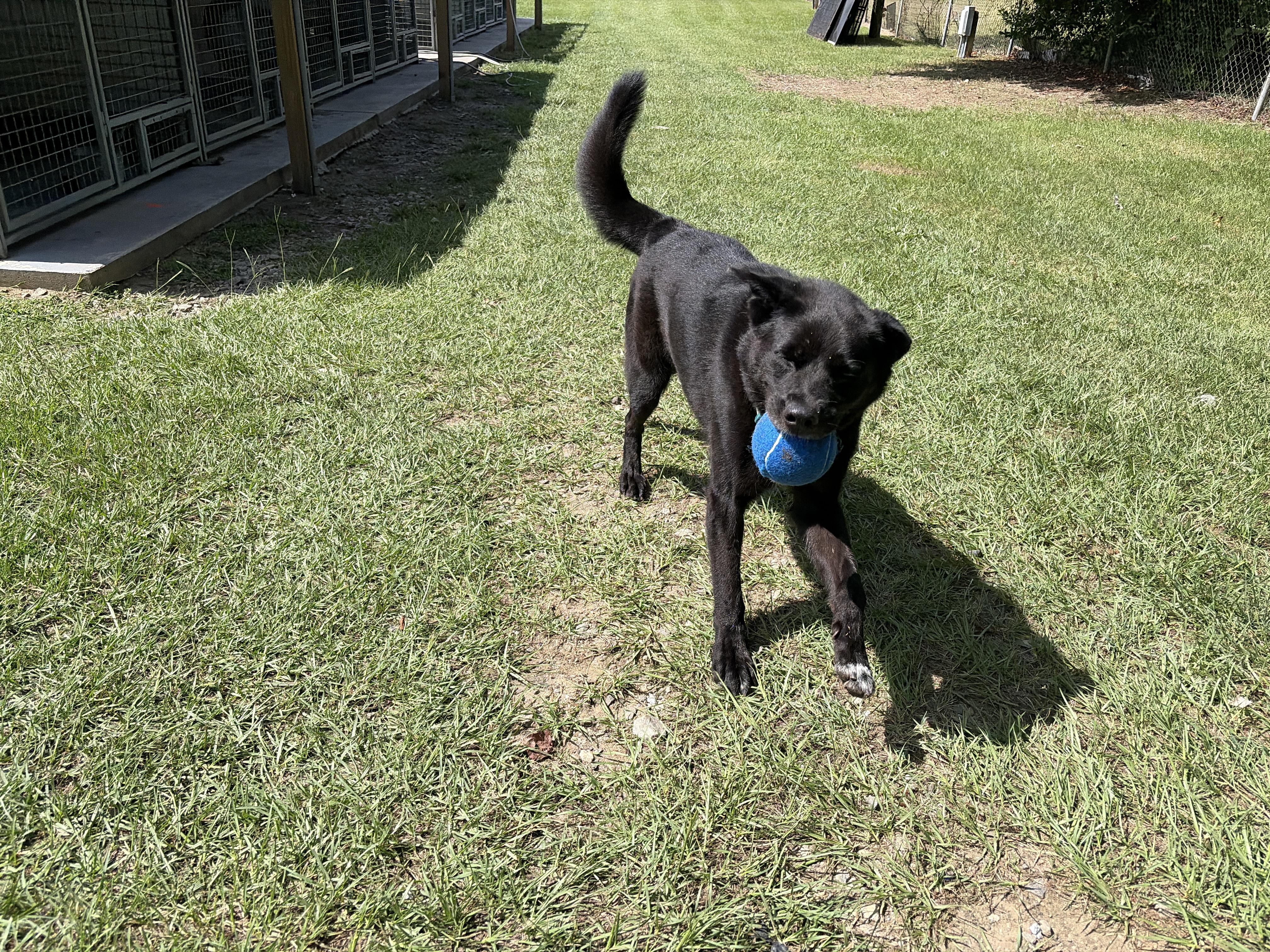 Enlarge Buddy, a Adoptable mixed breed in Perry, GA image 3/6
