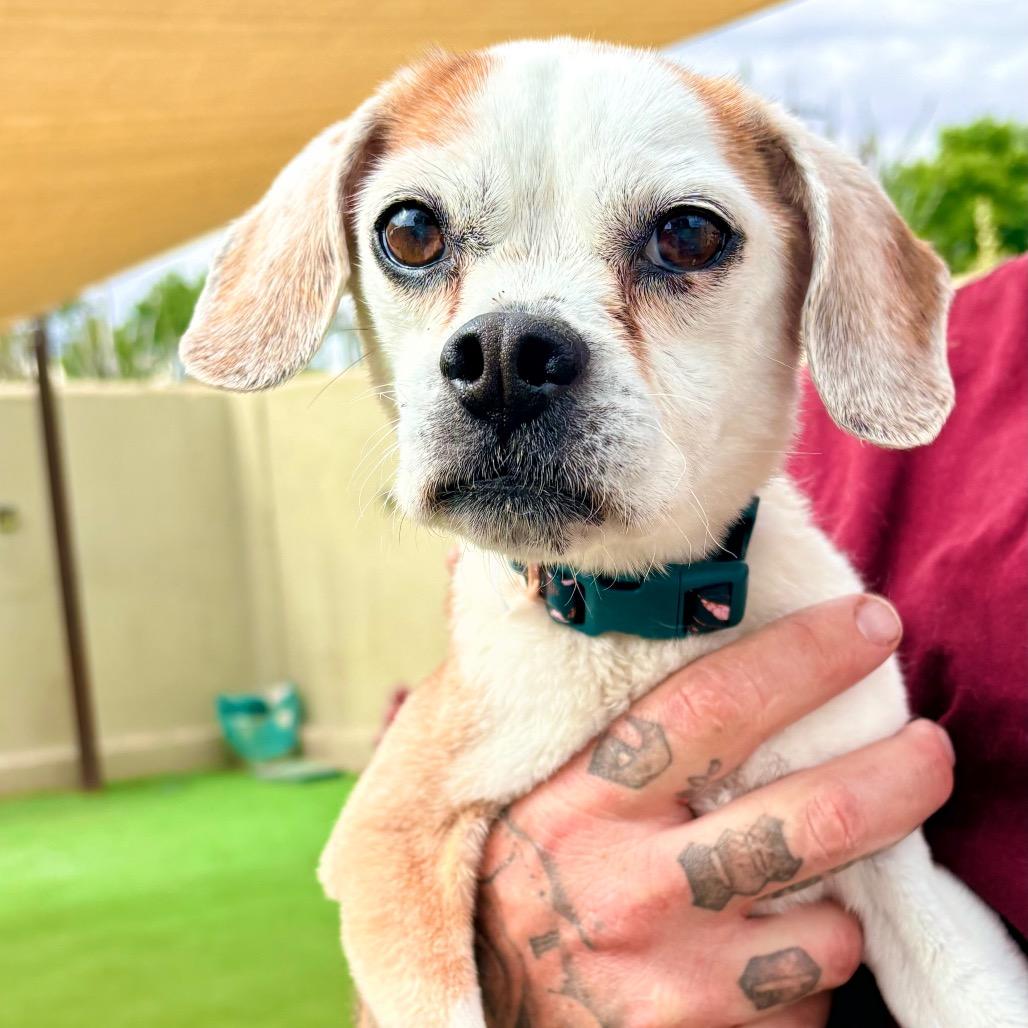 Blossom, Adoptable, Senior Female Mixed Breed.