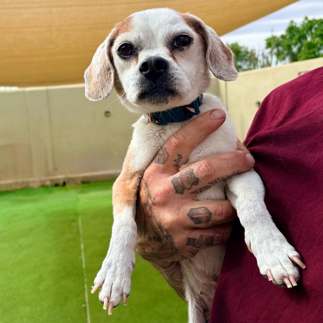 Enlarge Blossom, a Adoptable Mixed Breed in Las Cruces, NM image 2/6