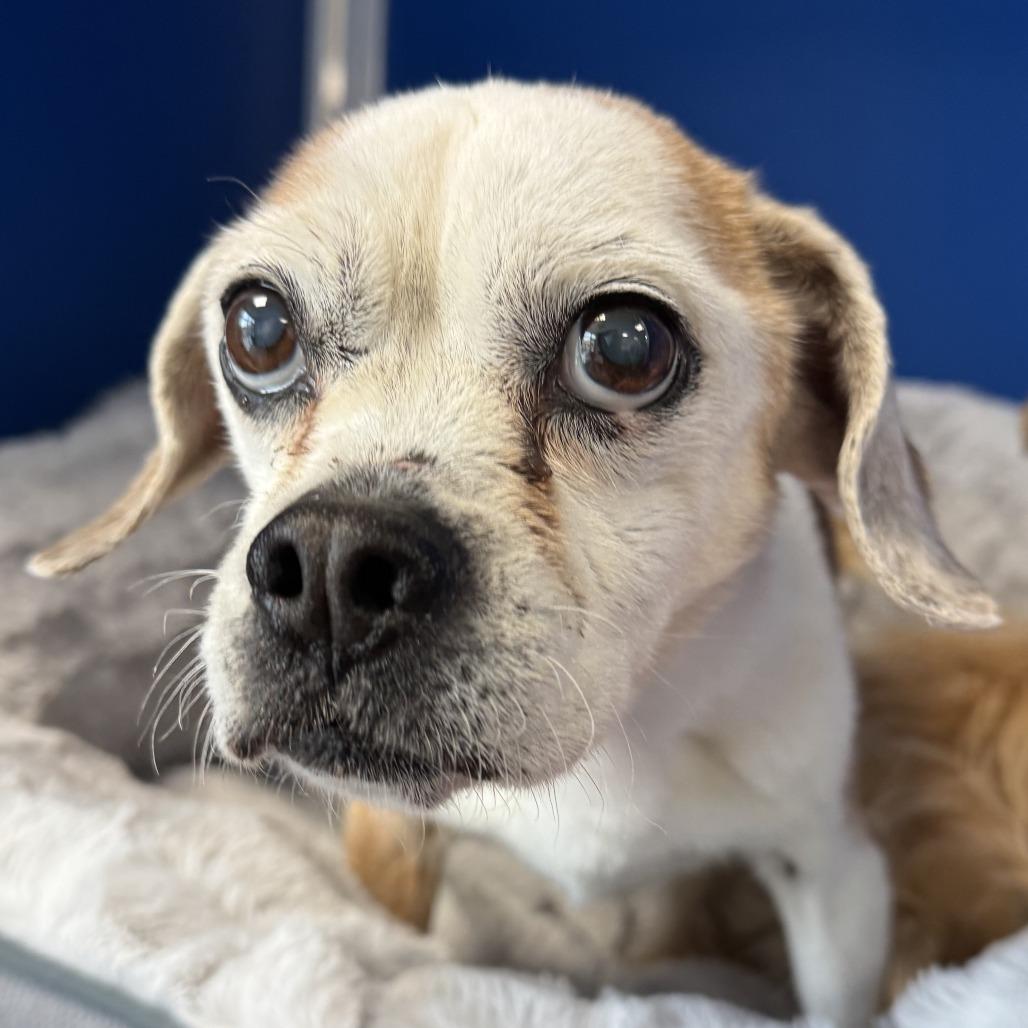 Enlarge Blossom, a Adoptable Mixed Breed in Las Cruces, NM image 3/6