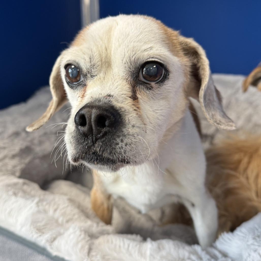 Enlarge Blossom, a Adoptable Mixed Breed in Las Cruces, NM image 5/6