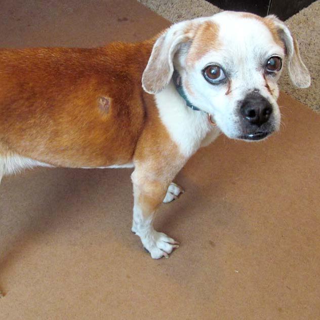 Blossom, a Adoptable Mixed Breed in Las Cruces, NM image 3/5
