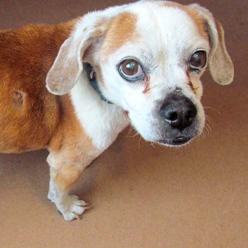 Blossom, a Adoptable Mixed Breed in Las Cruces, NM image 4/5