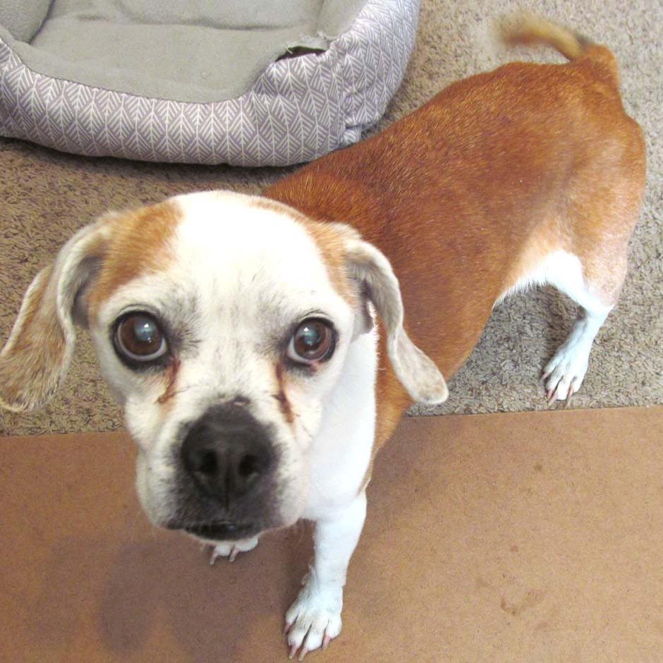 Blossom, a Adoptable Mixed Breed in Las Cruces, NM image 5/5
