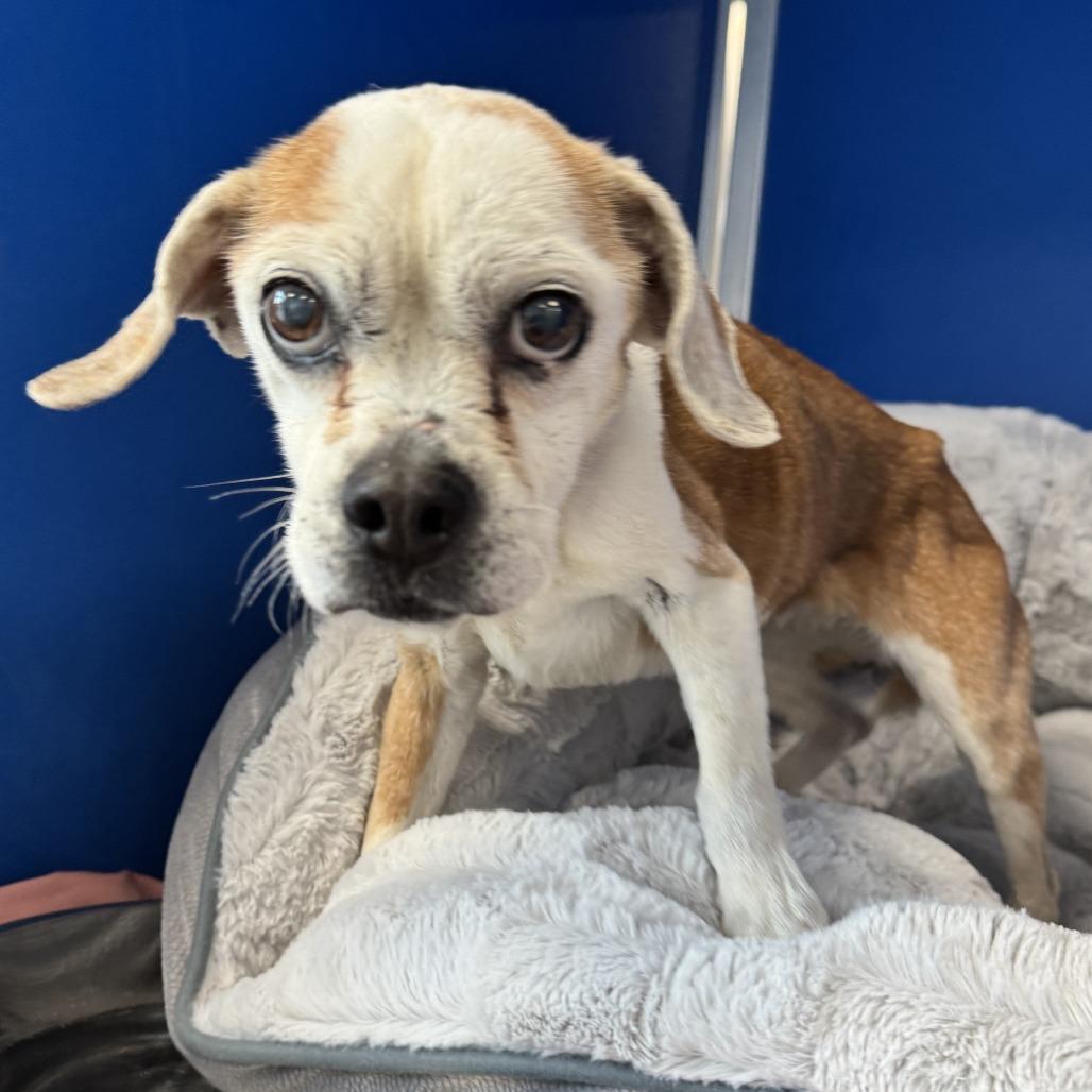 Enlarge Blossom, a Adoptable Mixed Breed in Las Cruces, NM image 6/6