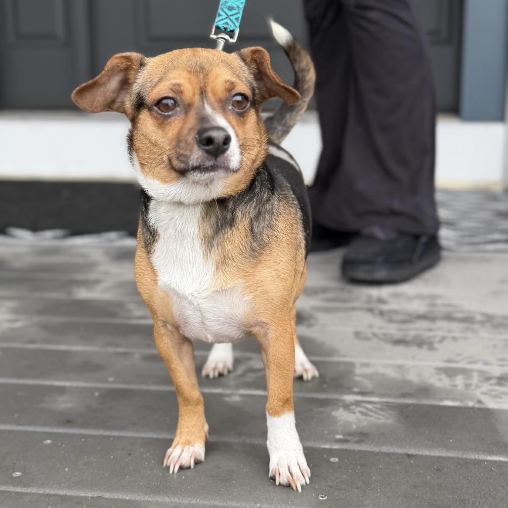 Enlarge ARTIE, a Adoptable mixed breed in Atco, NJ image 1/6
