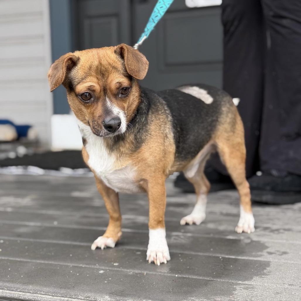 Enlarge ARTIE, a Adoptable mixed breed in Atco, NJ image 2/6