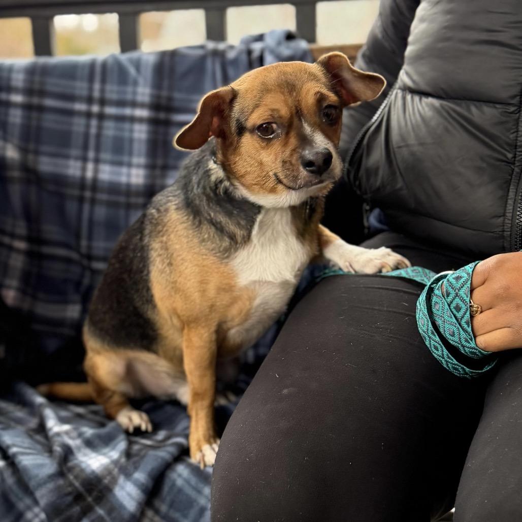 Enlarge ARTIE, a Adoptable mixed breed in Atco, NJ image 4/6