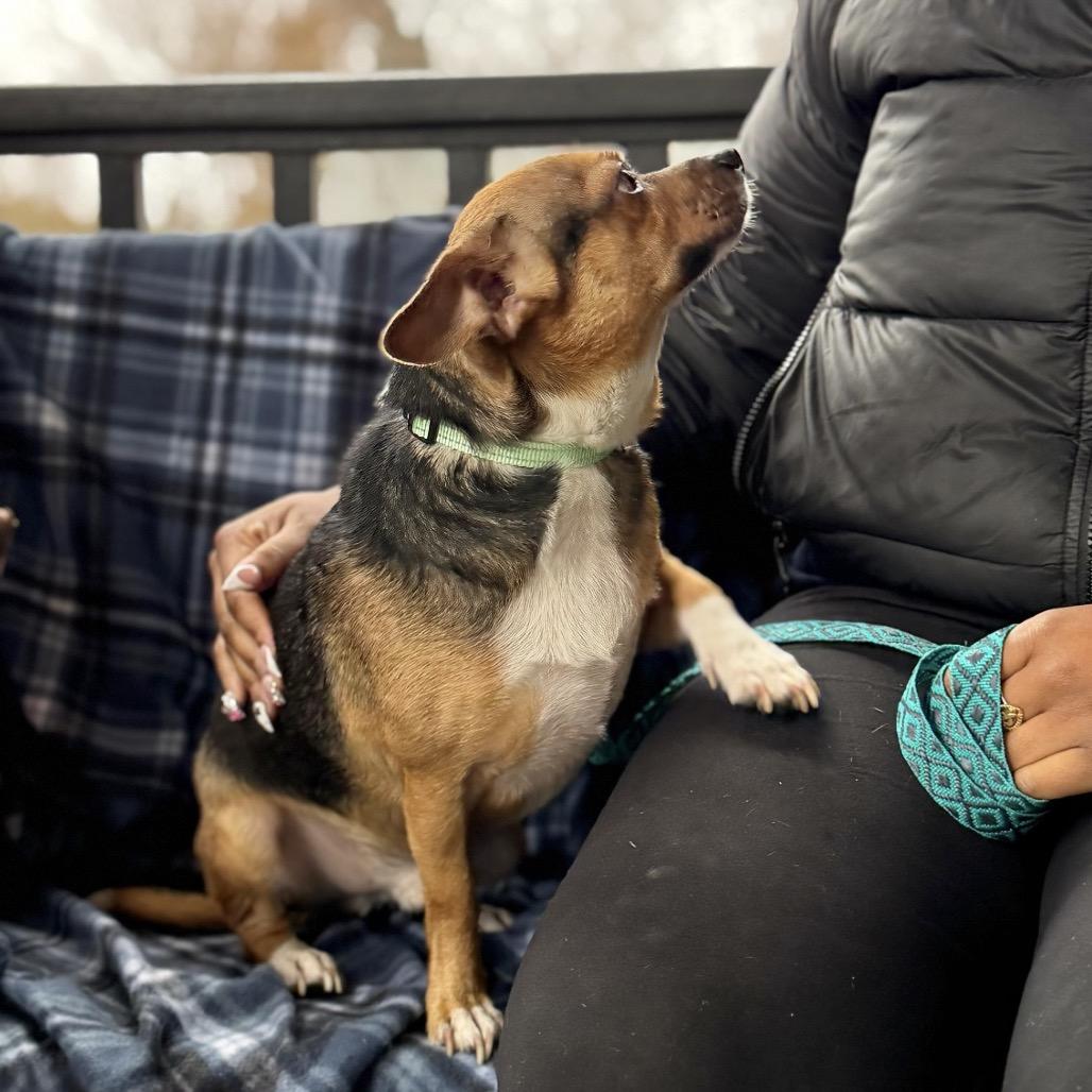 Enlarge ARTIE, a Adoptable mixed breed in Atco, NJ image 6/6