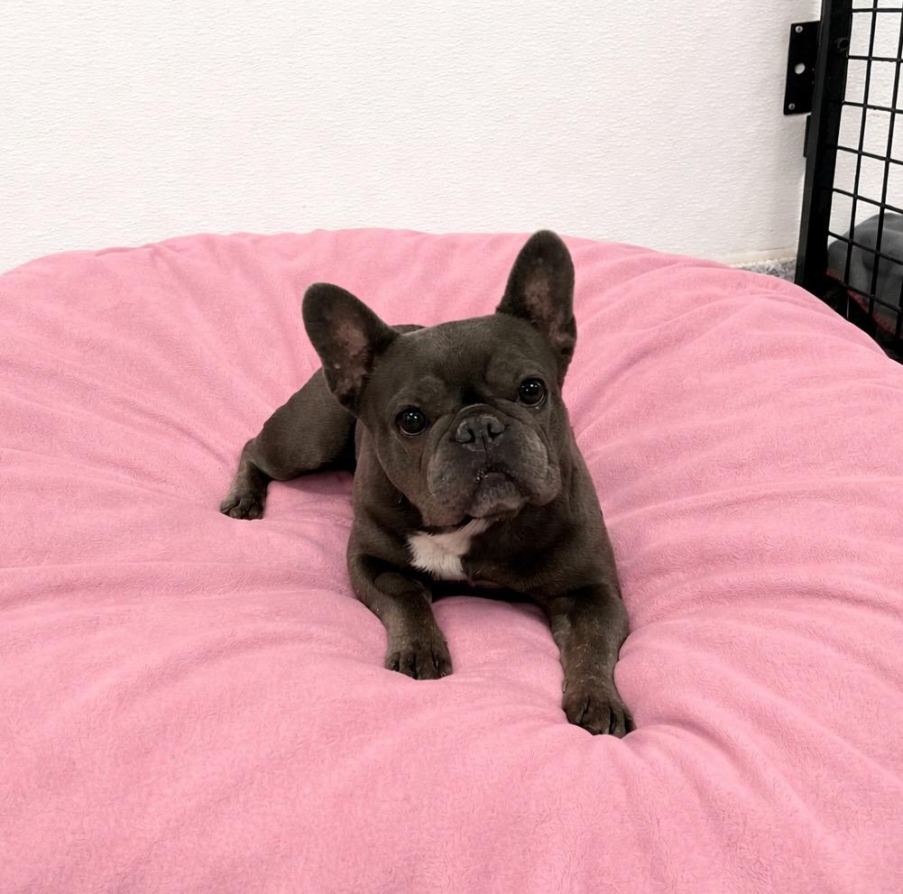 Enlarge Bluebell, a ADOPTABLE French Bulldog in Temecula, CA image 1/1