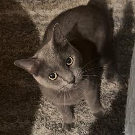 Enlarge Pebbles, a Adoptable Domestic Short Hair in Knoxville, TN image 2/2