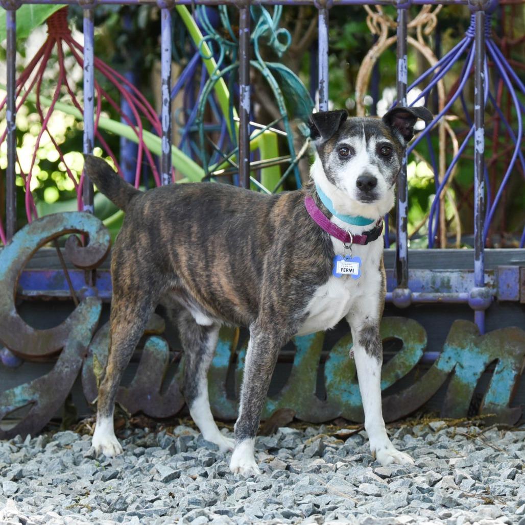 Fermi, Adoptable, Adult Male Feist.