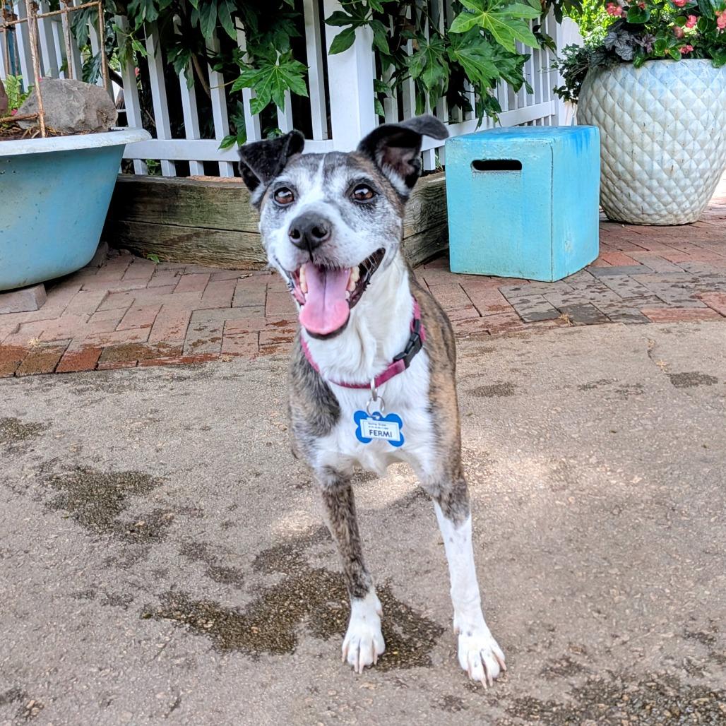 Enlarge Fermi, a Adoptable Feist in Wake Forest, NC image 2/5