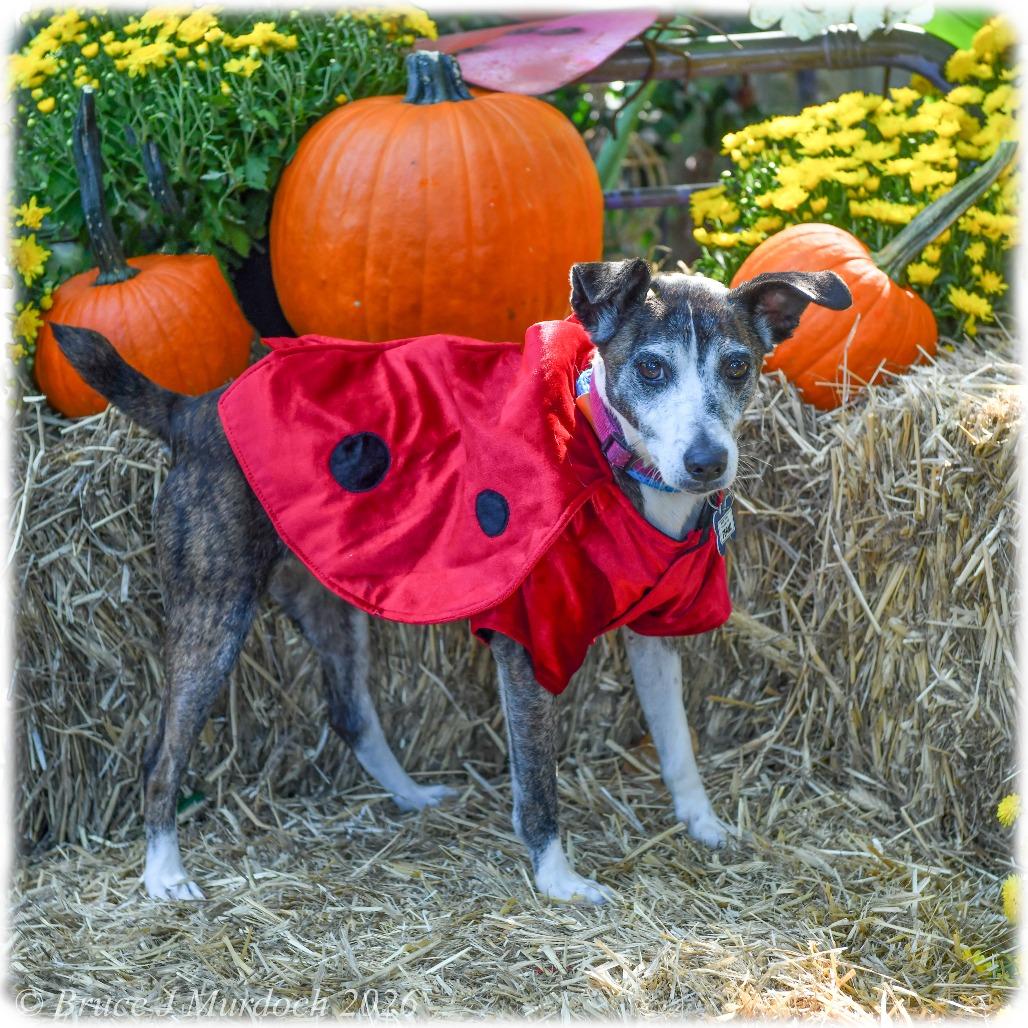 Enlarge Fermi, a Adoptable Feist in Wake Forest, NC image 3/5